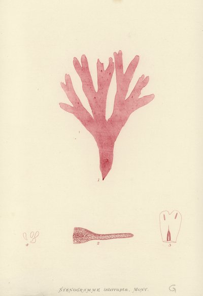 British Sea-Weed (naturtrykt) af English School